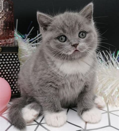 levage british shorthair metz|Éleveur de British Shorthair en Moselle : tous les élevages